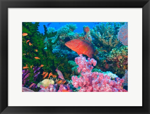 Framed Fairy Basslet fish and Coral, Viti Levu, Fiji Print