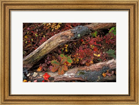 Framed Oak-Hickory Forest, Kent, Connecticut Print