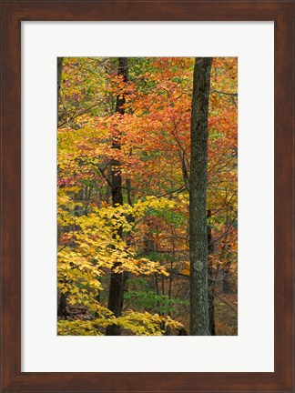 Framed Oak-Hickory Forest in Litchfield Hills, Connecticut Print