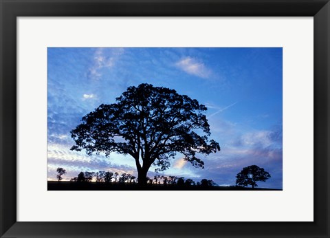 Framed Oak Trees at Sunset on Twin Oaks Farm, Connecticut Print