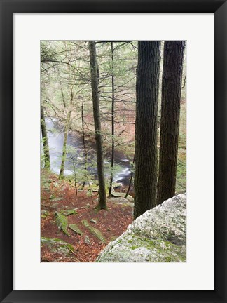Framed Forest of Eastern Hemlock Trees in East Haddam, Connecticut Print