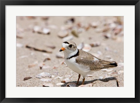 Framed Piping plover, Long Beach in Stratford, Connecticut Print