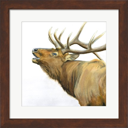 Framed Majestic Elk Brown Crop Print