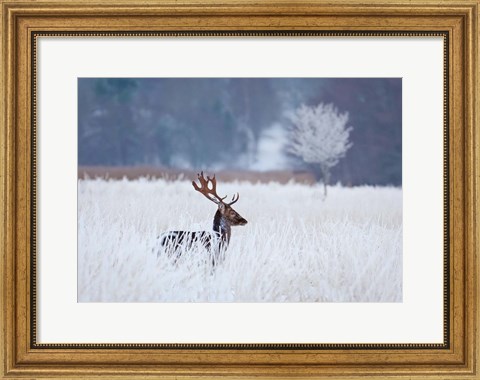 Framed Fallow Deer In The Frozen Winter Landscape Print