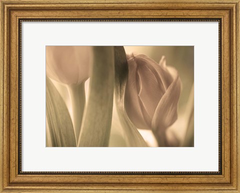 Framed Tulips Print