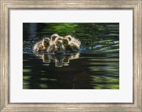 Framed Cute Baby Canada Geese Print