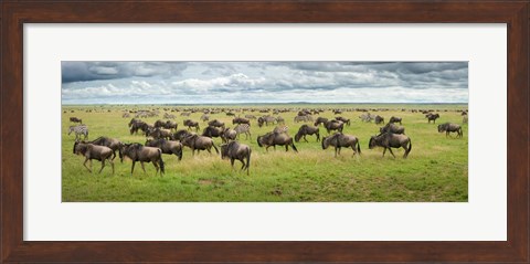 Framed Great Migration In Serengeti Plains Print