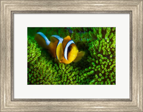 Framed Yellow Clownfish On Green Anemon Print