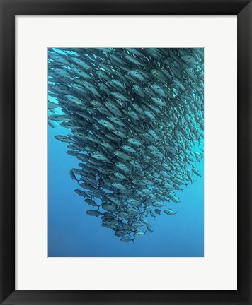 Framed Schooling Jackfishes Print