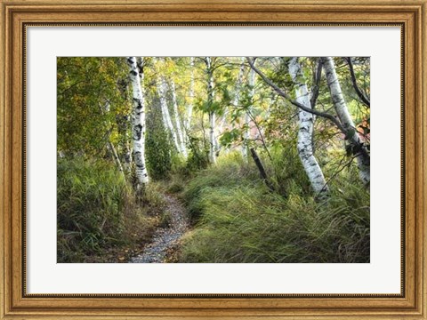 Framed Birch Trees &amp; Tall Grass Print