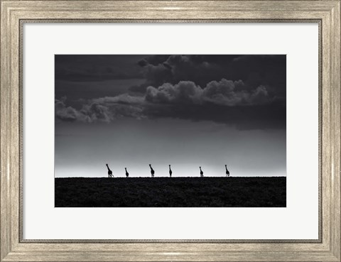 Framed 6 Giraffes Print