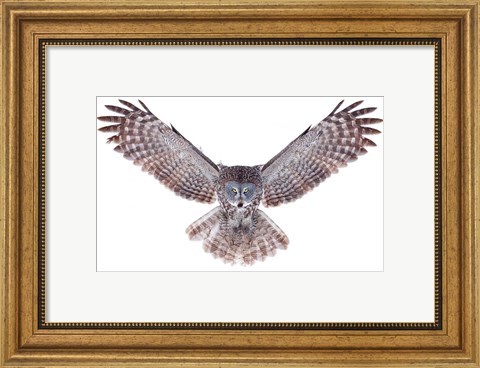 Framed Power - Great Grey Owl Print