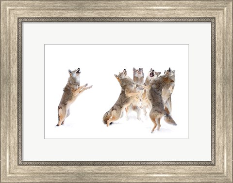 Framed Choir - Coyotes Print