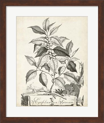 Framed Scenic Botanical III Print