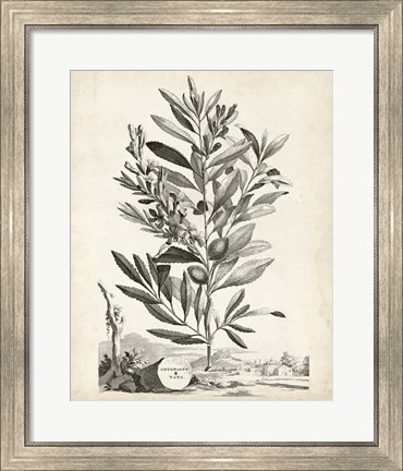 Framed Scenic Botanical VI Print