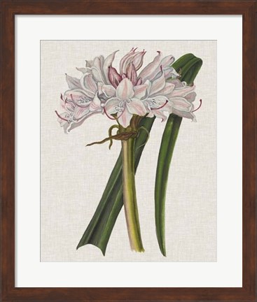 Framed Crinium Lily I Print
