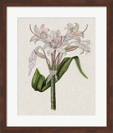 Framed Crinium Lily II Print