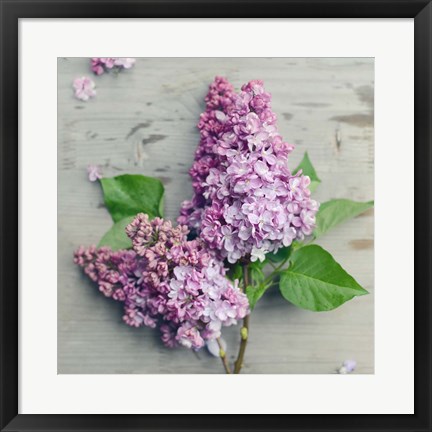 Framed Fresh Lavender Blooms Print