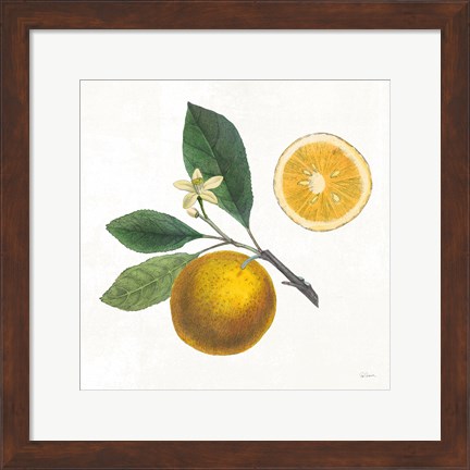 Framed Classic Citrus II Print