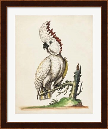 Framed Edwards&#39; Cockatoo Print