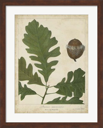 Framed Oak Leaves &amp; Acorns III Print