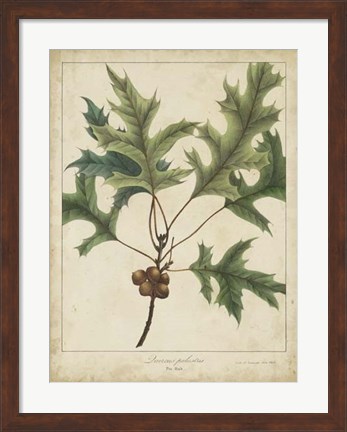 Framed Oak Leaves &amp; Acorns IV Print