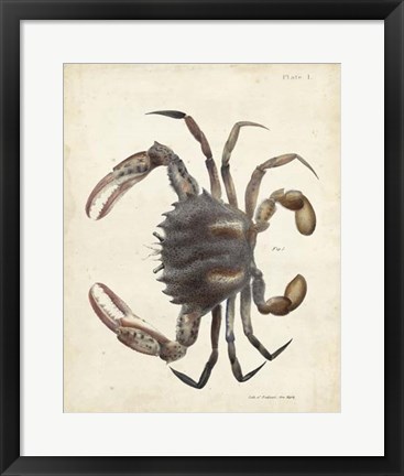 Framed Vintage Crab I Print