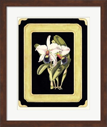 Framed Orchids on Black I Print