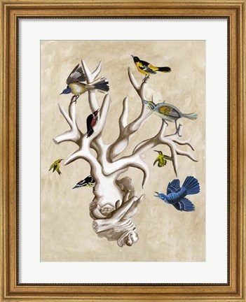Framed Ornithologist&#39;s Dream II Print