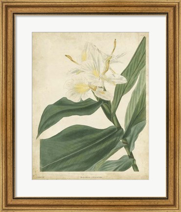 Framed Tropical Floral IV Print