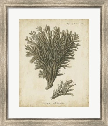 Framed Esper Antique Coral III Print
