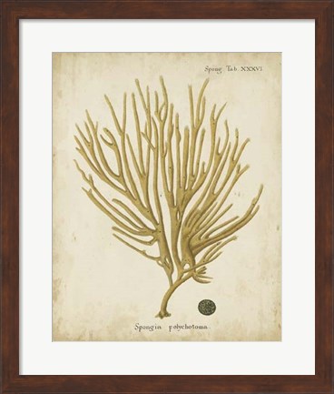 Framed Esper Antique Coral IV Print
