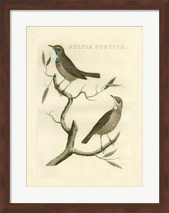 Framed Nozeman Birds II Print