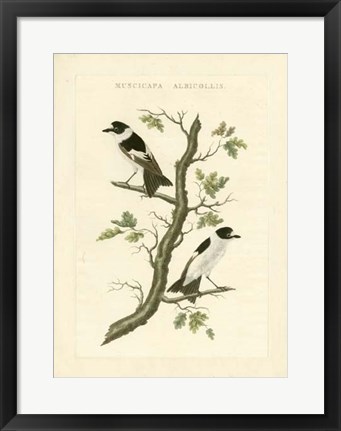 Framed Nozeman Birds IV Print