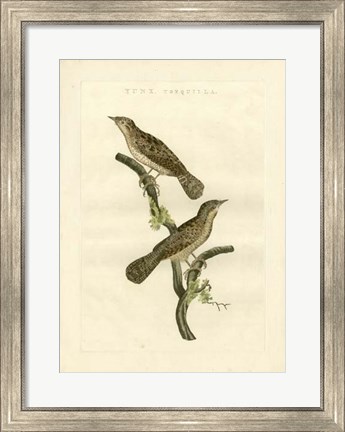 Framed Nozeman Birds V Print