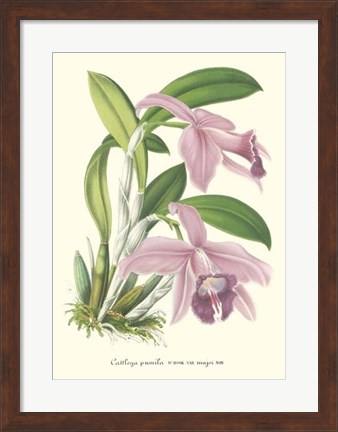 Framed Lavender Orchids II Print