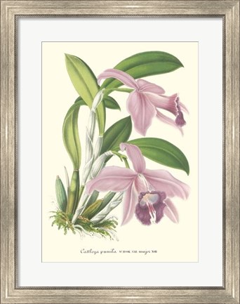Framed Lavender Orchids II Print