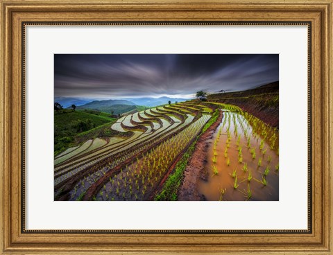 Framed Unseen Rice Field Print