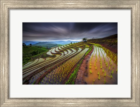 Framed Unseen Rice Field Print
