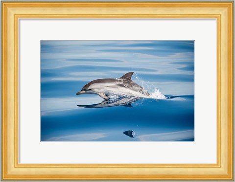 Framed Striped Dolphin Print