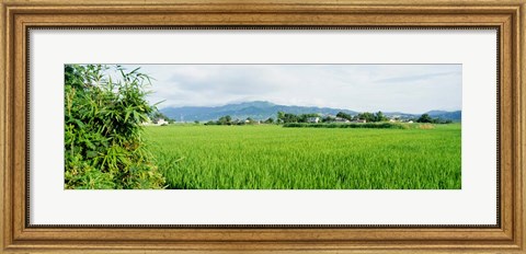 Framed Rice Field at Sunrise, Kyushu, Japan Print