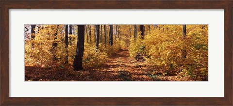 Framed Trees in Autumn, Stowe, Lamoille County, Vermont Print
