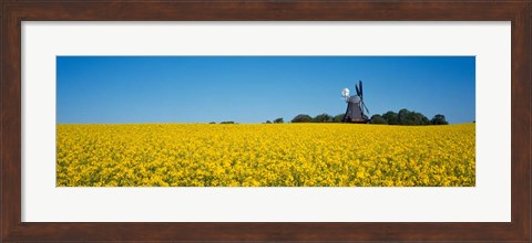 Framed Oilseed Rape Crop with a Traditional windmill, Germany Print