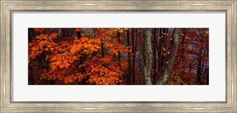 Framed Trees in Forest, Great Smoky Mountains National Park, North Carolina Print