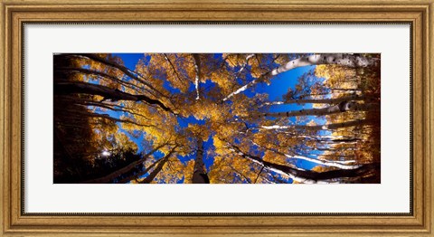 Framed Low Angle View of Aspen Trees in the Forest, Alpine Loop, Colorado Print