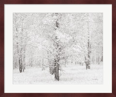 Framed Snow Covered Cottonwood Trees Print