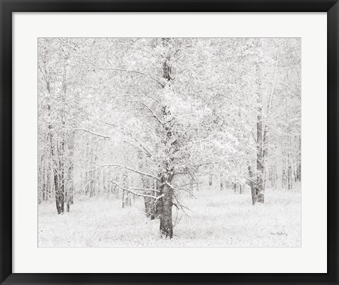 Framed Snow Covered Cottonwood Trees Print