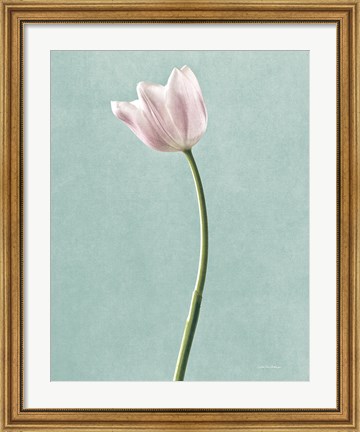 Framed Light Tulips I Harbor Gray Print