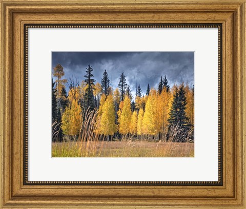 Framed Through the Yellow Trees I Print