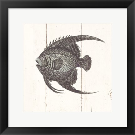 Framed Fish Sketches IV Shiplap Print